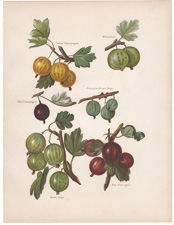 Gooseberries